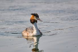Attēlu rezultāti vaicājumam “Podiceps cristatus”