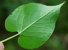 Attēlu rezultāti vaicājumam “Fallopia dumetorum leaf”