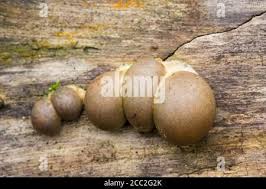 Attēlu rezultāti vaicājumam “Lycogala flavofuscum sessile”