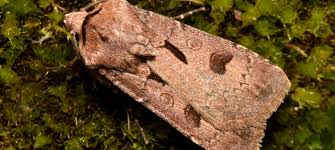 Attēlu rezultāti vaicājumam “Agrotis exclamationis”