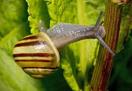 Attēlu rezultāti vaicājumam “Cepaea hortensis”