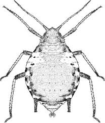 Attēlu rezultāti vaicājumam “Thecabius affinis nymph”