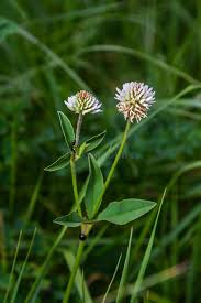 Attēlu rezultāti vaicājumam “Trifolium montanum leaf”
