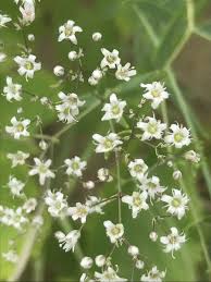 Attēlu rezultāti vaicājumam “Gypsophila paniculata leaf”