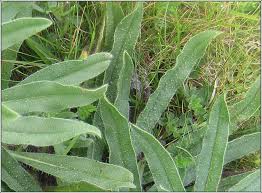 Attēlu rezultāti vaicājumam “Echium vulgare leaf”