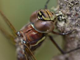 Attēlu rezultāti vaicājumam “Aeshna juncea male”