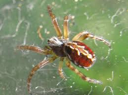 Attēlu rezultāti vaicājumam “Aculepeira ceropegia”