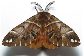 Attēlu rezultāti vaicājumam “Epirranthis diversata”