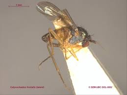 Attēlu rezultāti vaicājumam “Dolichopodidae”