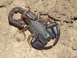 Attēlu rezultāti vaicājumam “Boreus”