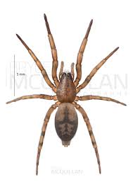 Attēlu rezultāti vaicājumam “Gnaphosidae”