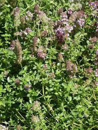 Attēlu rezultāti vaicājumam “Thymus pulegioides flower”