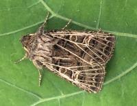 Attēlu rezultāti vaicājumam “Tholera decimalis male”