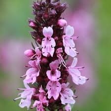 Attēlu rezultāti vaicājumam “Hyssopus officinalis”