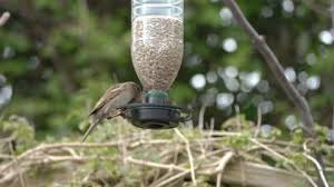 Attēlu rezultāti vaicājumam “Carduelis spinus male”