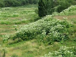 Attēlu rezultāti vaicājumam “Heracleum sosnowskyi flower”