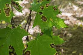 Attēlu rezultāti vaicājumam “Rhytisma acerinum”