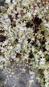 Attēlu rezultāti vaicājumam “Sedum pallidum flower”