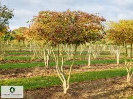 Attēlu rezultāti vaicājumam “Crataegus monogyna subsp. nordica”