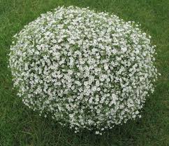 Attēlu rezultāti vaicājumam “Gypsophila muralis flower”