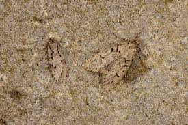 Attēlu rezultāti vaicājumam “Semioscopis avellanella imago”