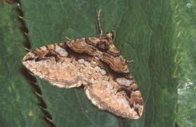 Attēlu rezultāti vaicājumam “Pareulype berberata”