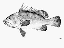 Image result for Hyporthodus quernus