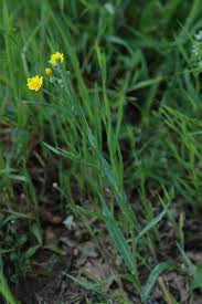 Attēlu rezultāti vaicājumam “Crepis tectorum”