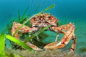 Image result for Maja brachydactyla