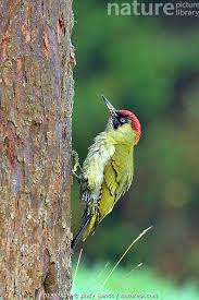 Attēlu rezultāti vaicājumam “Picus viridis”