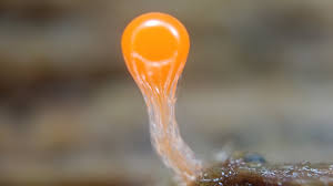 Attēlu rezultāti vaicājumam “Hemitrichia decipiens macro”