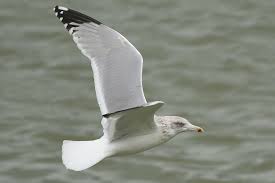 Attēlu rezultāti vaicājumam “Larus argentatus adult”