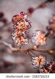 Attēlu rezultāti vaicājumam “Ulmus glabra flower”