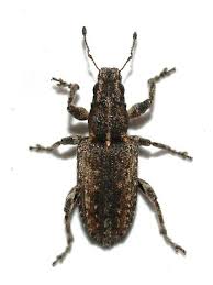 Attēlu rezultāti vaicājumam “Sitona sp.”