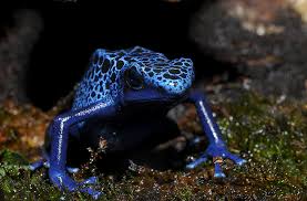 Image result for blauer baumsteiger