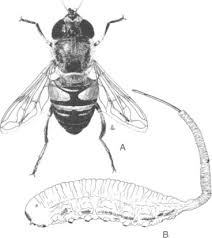 Attēlu rezultāti vaicājumam “Syrphidae”