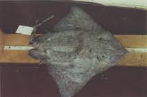 Image result for Bathyraja brachyurops