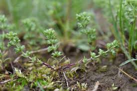 Attēlu rezultāti vaicājumam “Scleranthus annuus”