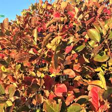 Attēlu rezultāti vaicājumam “Aronia melanocarpa bud”