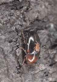 Attēlu rezultāti vaicājumam “Dacne bipustulata”