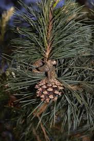 Attēlu rezultāti vaicājumam “Pinus sylvestris var. borussica”