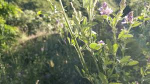 Attēlu rezultāti vaicājumam “Medicago sativa subsp. sativa”