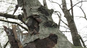 Attēlu rezultāti vaicājumam “Biscogniauxia repanda”