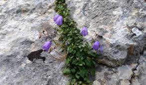 Image result for Campanula lingulata