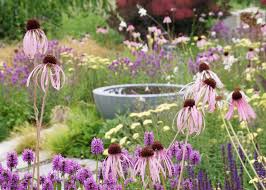 Image result for Echinacea pallida