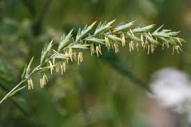 Attēlu rezultāti vaicājumam “Elytrigia repens subsp. arenosa”