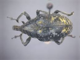 Attēlu rezultāti vaicājumam “Larinus sp.”