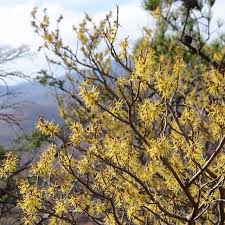Attēlu rezultāti vaicājumam “Hamamelis virginiana”