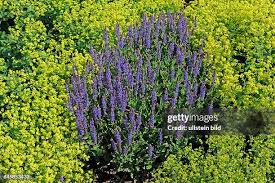 Image result for Frauenmantel