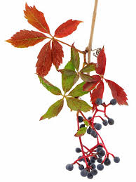 Attēlu rezultāti vaicājumam “Parthenocissus quinquefolia fruit”